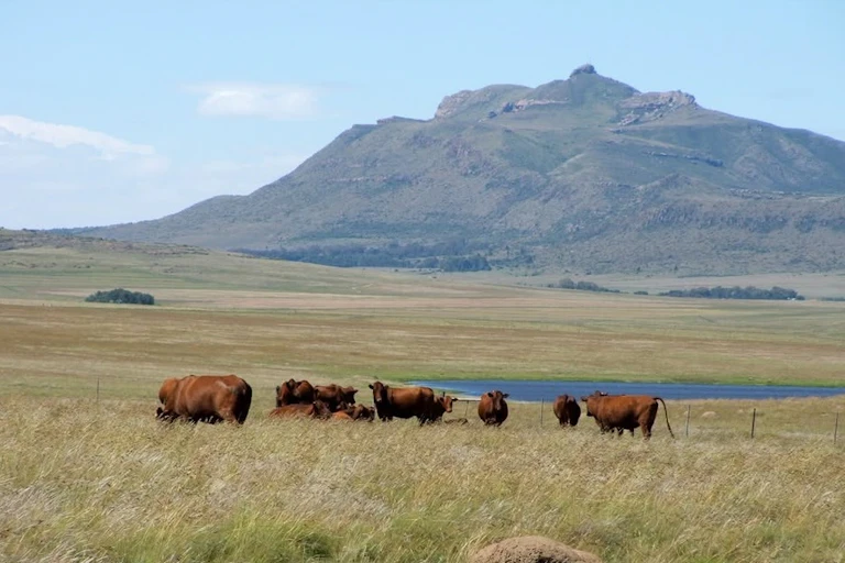 Cattle in grassland with a mountain in the background