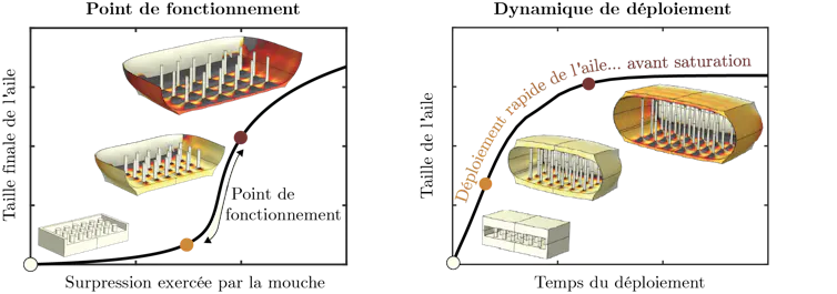Point de fonctionnement et dynamique de déploiement