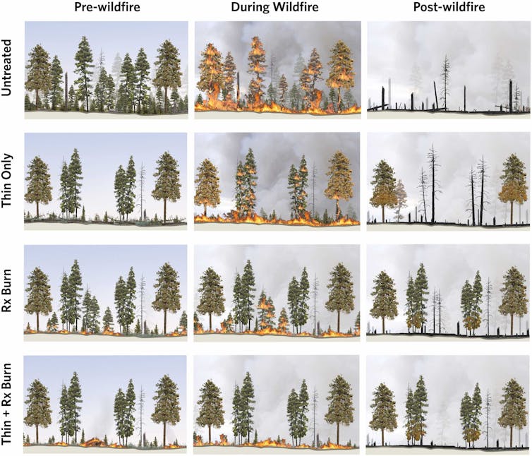 Managed burns cut back wildfire chance, however they require educated team of workers and investment − this generally is a tough yr 1 Four sets of illustrations. The most severe fires happened with no treatment. Thinning helps some. Prescribed burning keeps fires burning lower at the forest floor.