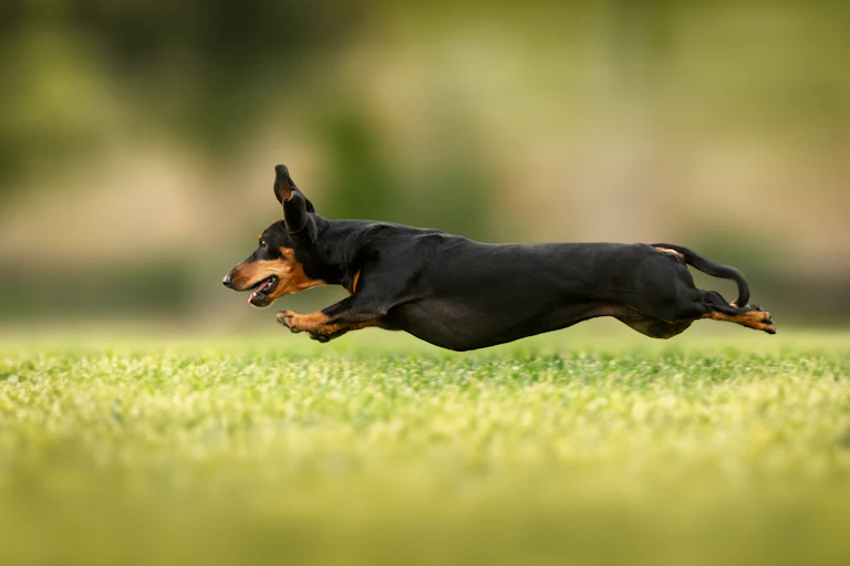 Dachshund running across grass