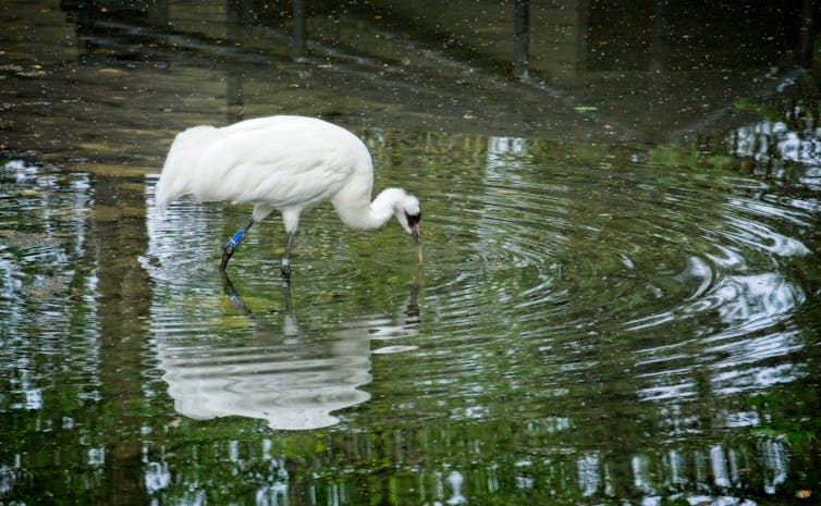 a large white bird standing in water