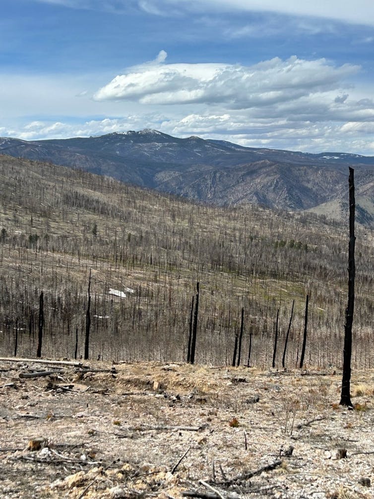 A burned landscape with black tree trunks, no canopy and little to no new growth on the ground.