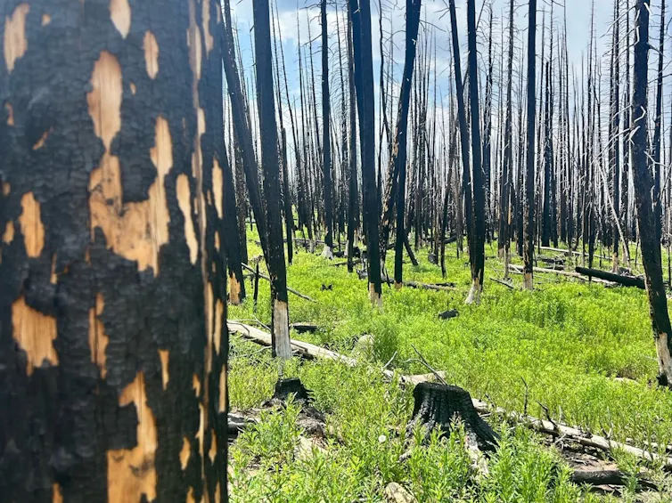 Burned trees and weeds in the ground below.