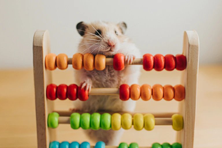Rodent climbing the rungs of a small, colorful abacus