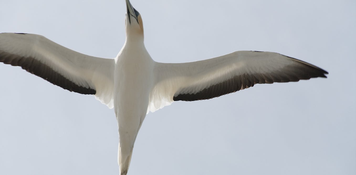 Six extraordinary Australian birds you need to see Six extraordinary Australian birds you need to see