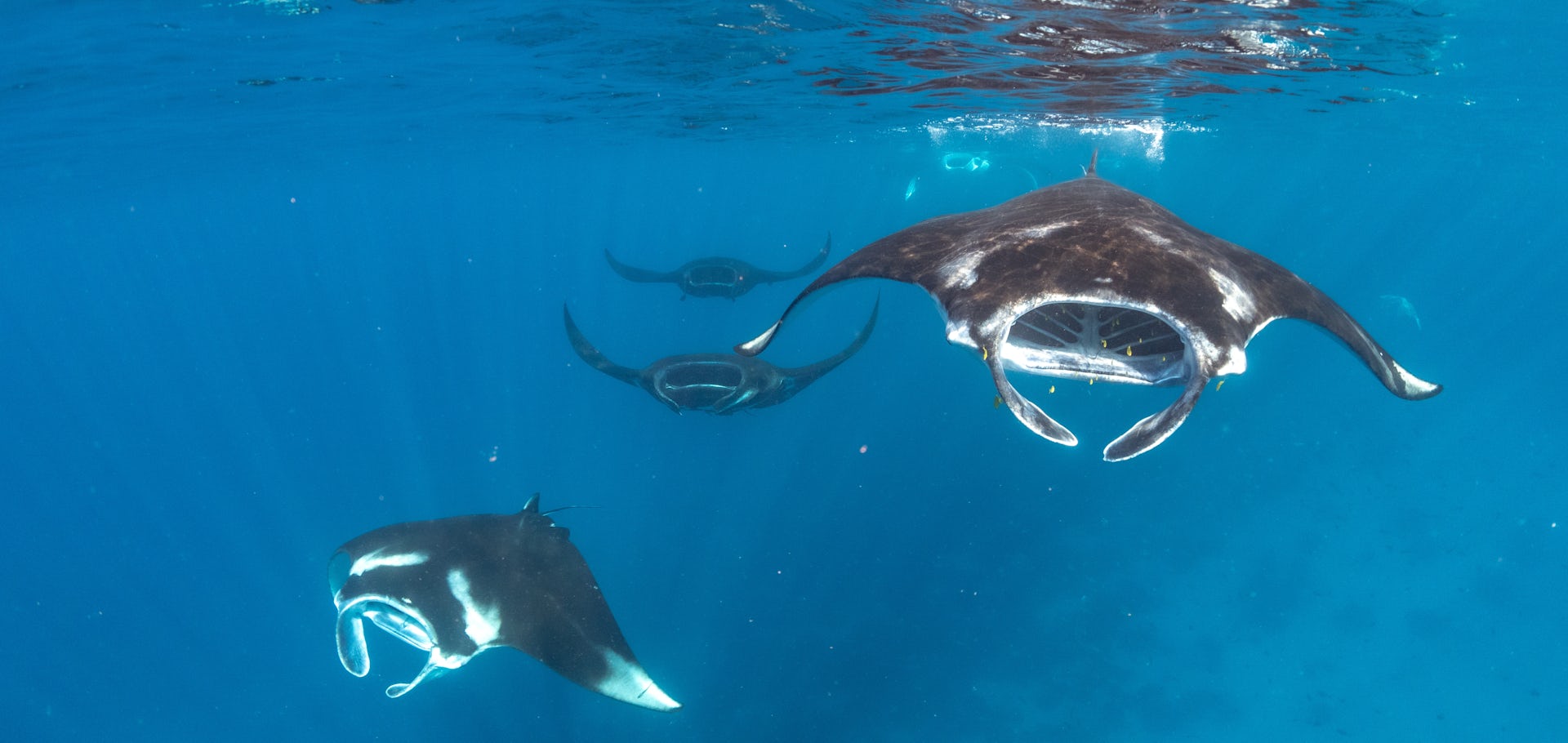 Pari manta karang lebih sering beredar di luar kawasan konservasi, riset ungkap sejumlah area habitat baru