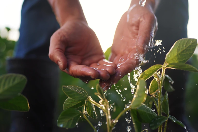 Agricultor regando soja con sus manos