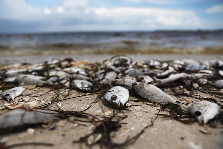 Fish washed ashore on the Sanibel causeway in Florida after dying in a red tide on Aug. 1, 2018.
