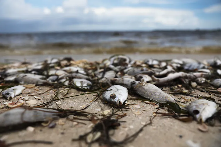 Fish washed ashore on the Sanibel causeway in Florida after dying in a red tide on Aug. 1, 2018.