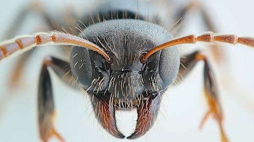 Zoología news, research and analysis - the conversation