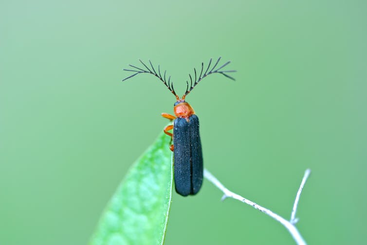 ¿Cuáles son los pelos para antenas de insectos? 1 file 20250422 56 tl4z4g.jpg?ixlib=rb 4.1