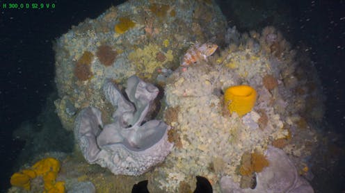 Reefs in the ‘middle’ light zone along NZ’s coast are biodiversity hotspots – many are home to protected species