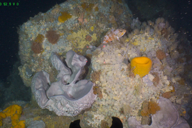 An underwater image of the seabed.