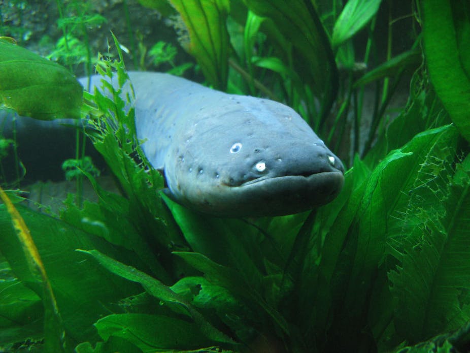 How electric eels use shocks to 'remote control' other fish