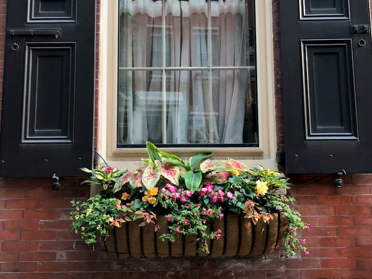 Lush window box garden beneath black-shuttered windows on brick house