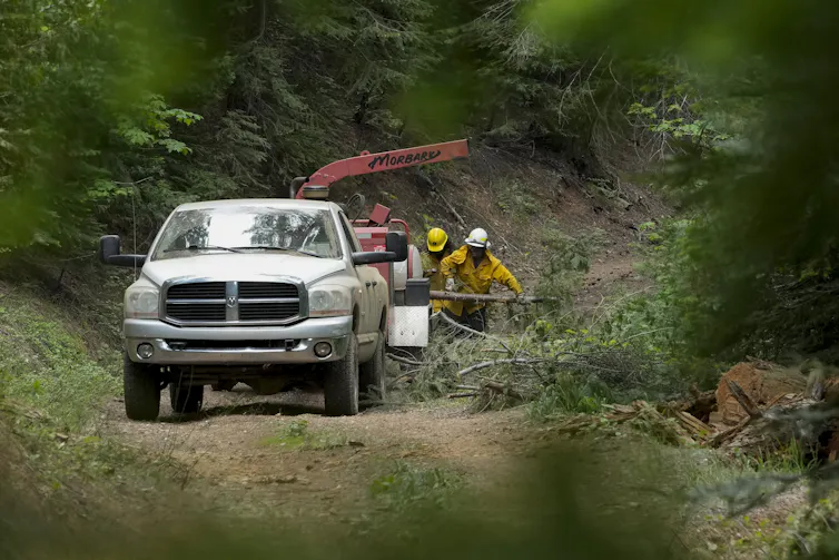 Forest Service crew members put tree branches into a wood chipper as they prepare the area for a prescribed burn in the Tahoe National Forest, June 6, 2023.