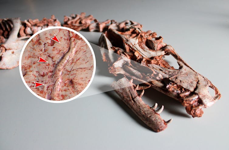 Foto mostra fóssil de um dinossauro. Um círculo ao lado da foto mostra o detalhe de uma cicatriz no crânio do animal