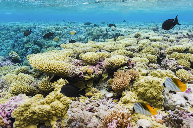 A colorful reef with many types of fish feeding on it.