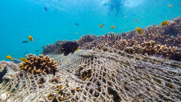 A net lays over the top of a coral reef. A diver is in the background.