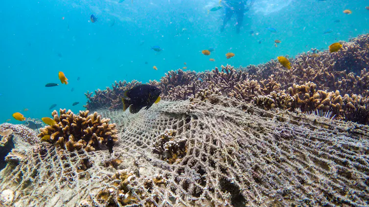 A net lays over the top of a coral reef. A diver is in the background.