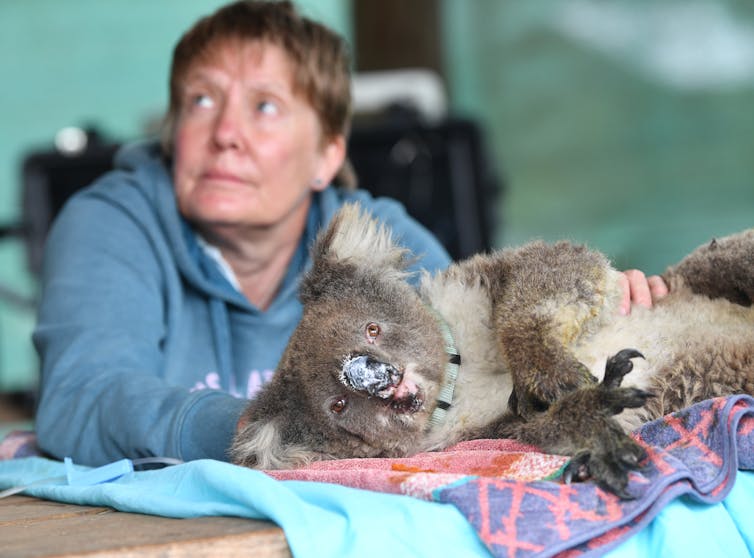 wildlife carer and burned koala.