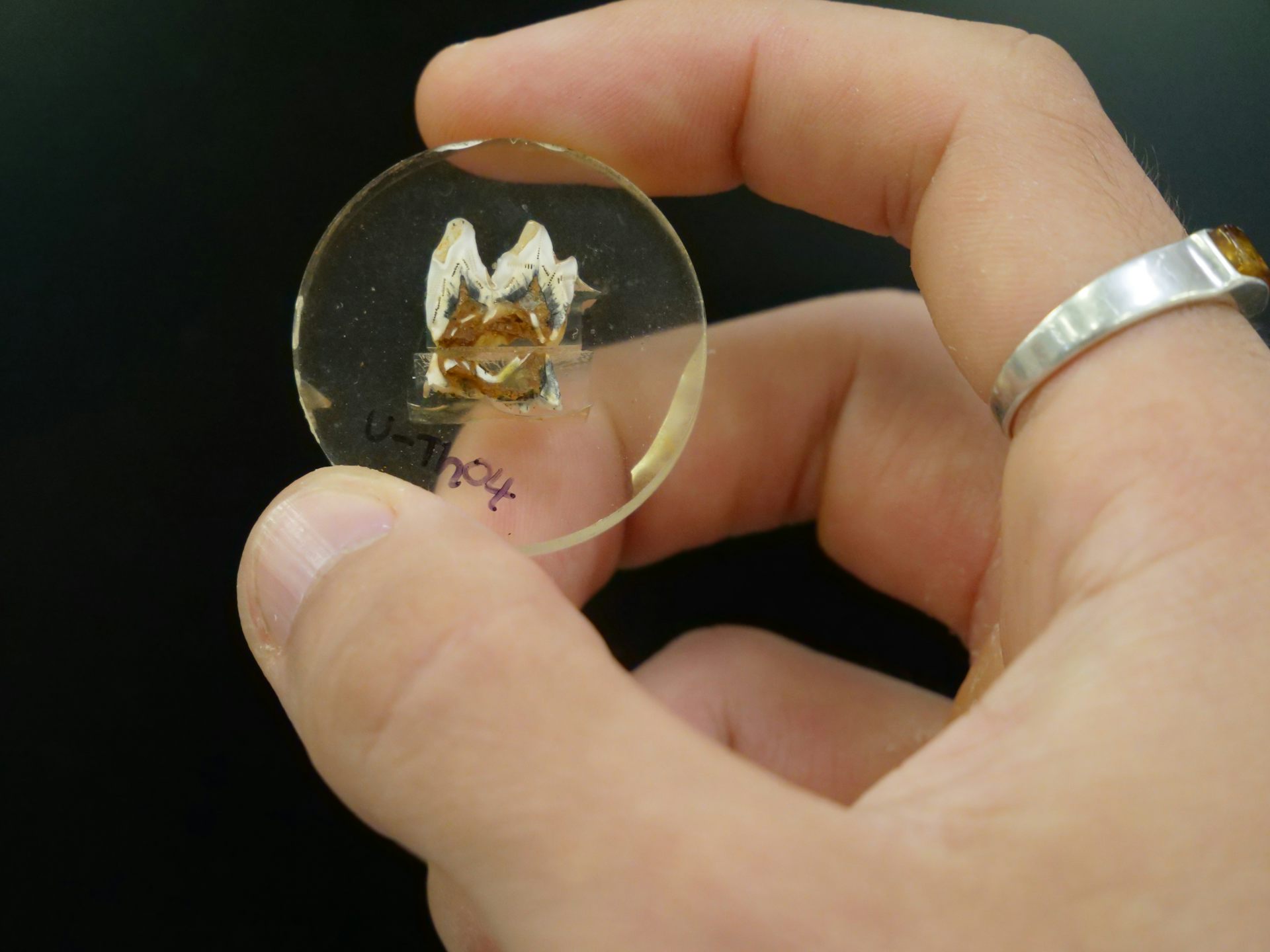 Fossil teeth show extinct giant kangaroos spent their lives close to home &ndash; and perished when the climate changed