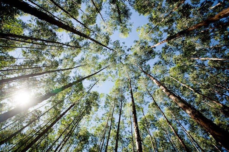 bluegum plantation