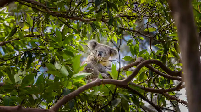 Sniping koalas from helicopters: here’s what’s wrong with Victoria’s unprecedented cull Sniping koalas from helicopters: here’s what’s wrong with Victoria’s unprecedented cull