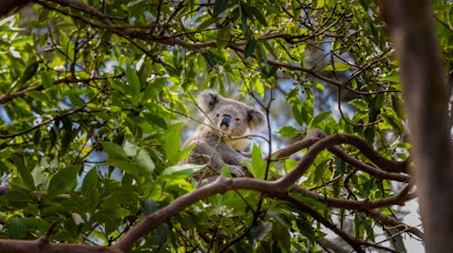 Sniping koalas from helicopters: here’s what’s wrong with Victoria’s unprecedented cull
