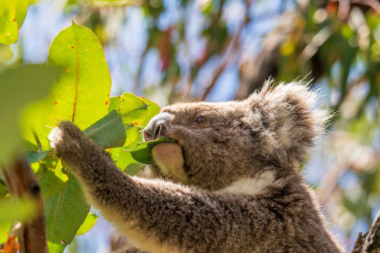 koala eating gum leaves.