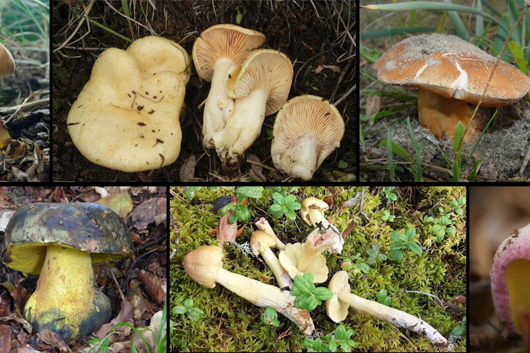 Quelques-uns des champignons présents en France et considérés comme en danger par la liste rouge des espèces menacées.