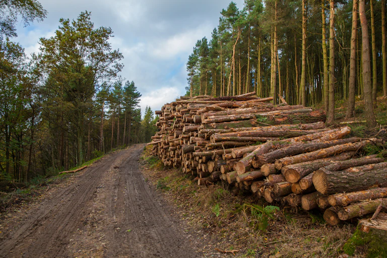A logging operation on the side of a dirt track with timber piled up.