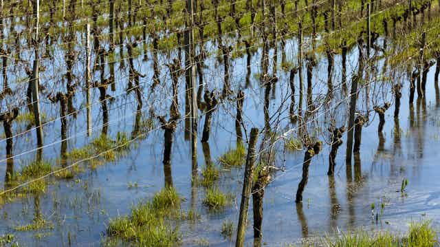 Protéger l’agriculture française face aux risques climatiques