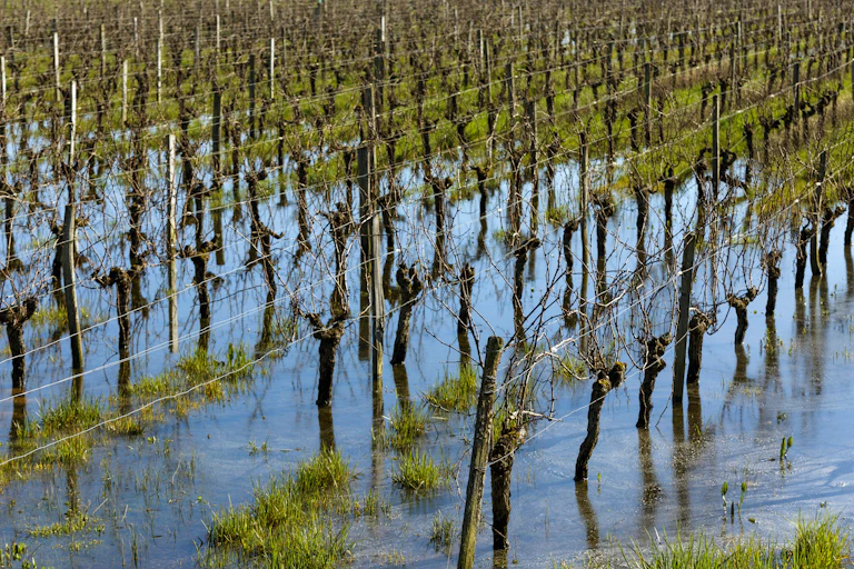 Des vignes inondées.