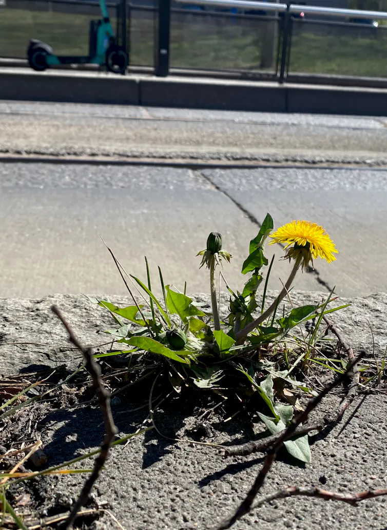 How dandelions conquered concrete to bring nature back to cities – Environmental News Bits How dandelions conquered concrete to bring nature back to cities – Environmental News Bits