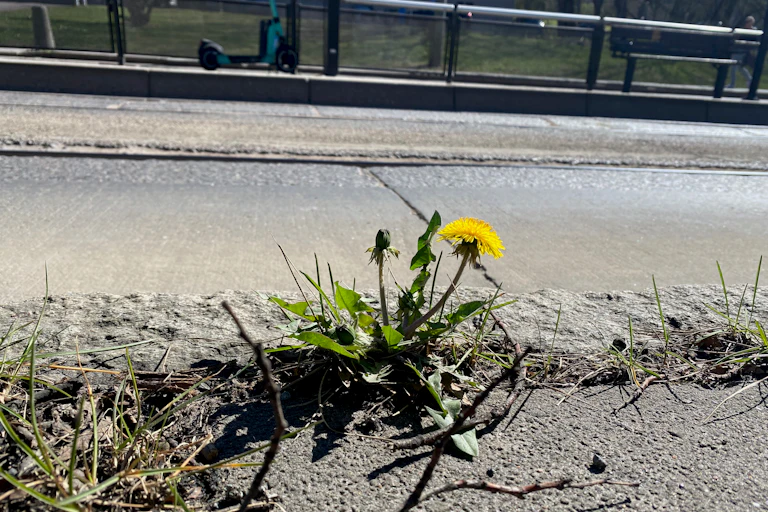 Dandelion flowering on pavement.