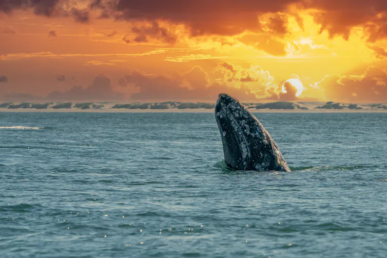 Gray whale raising its head out of the sea