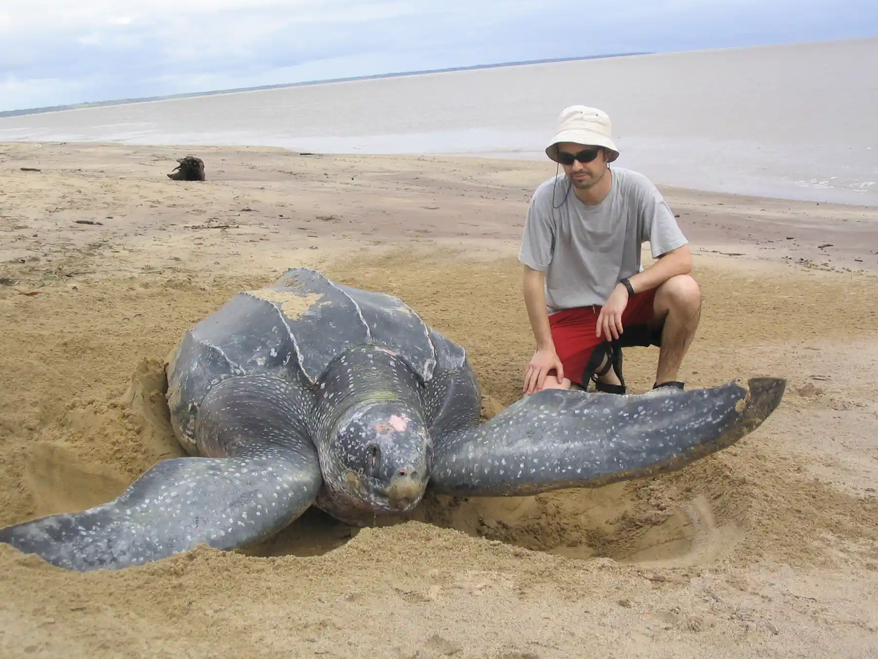 Hugest Turtle Giant Leatherback Turtle – Giant Leatherback Sea Turtle: A Fascinating ...