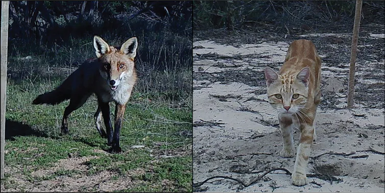 Wildlife camera trap images of a red fox (left) and feral cat (right) from the Big Desert-Wyperfeld-Ngarkat park complex in the Victorian/South Australian Mallee region.