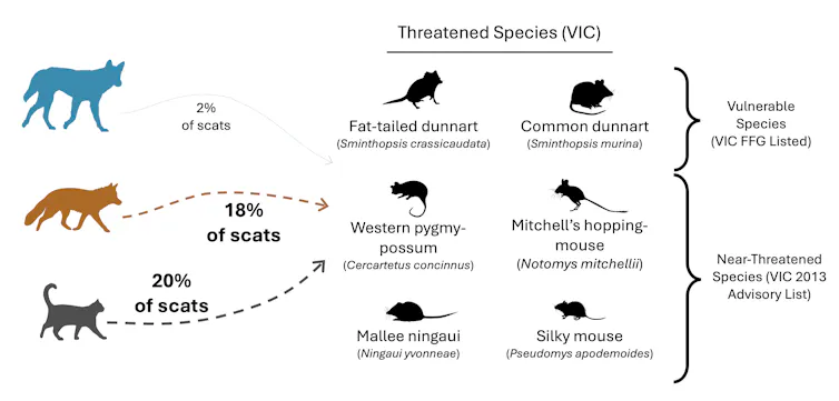 Diagram showing a breakdown of the frequency of occurrence of threatened and near-threatened species in the diet of dingoes, foxes and cats in this study.