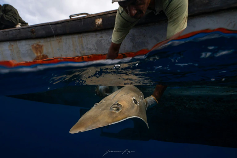 fisherman leans over boat releasing wedgefish into sea
