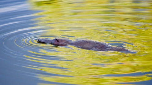 Echidna ancestors lived watery lifestyles like platypuses 100 million years ago – new study