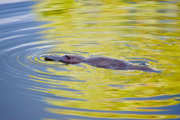 A platypus swimming in the wild.