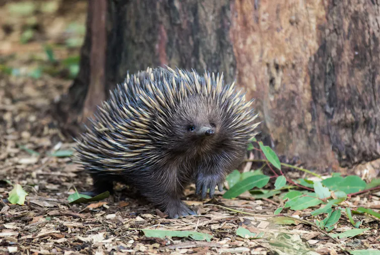 A spiky echidna on leaf litter under a big tree.