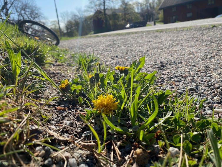 Dandelion flowers on gravel pavement.