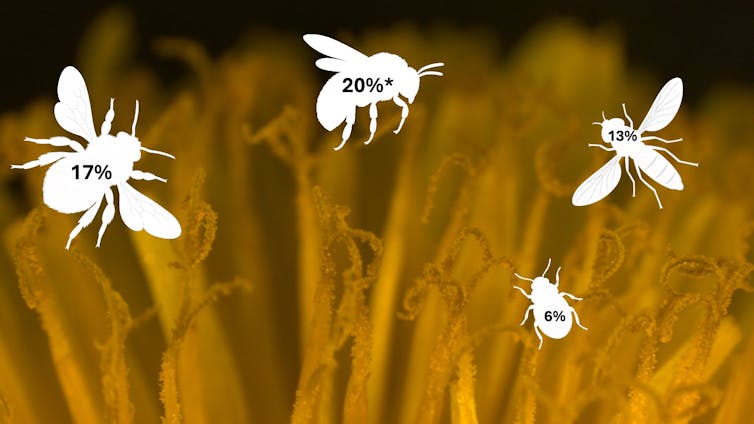 Close-up image of a dandelion with silhouettes of pollinating insects.