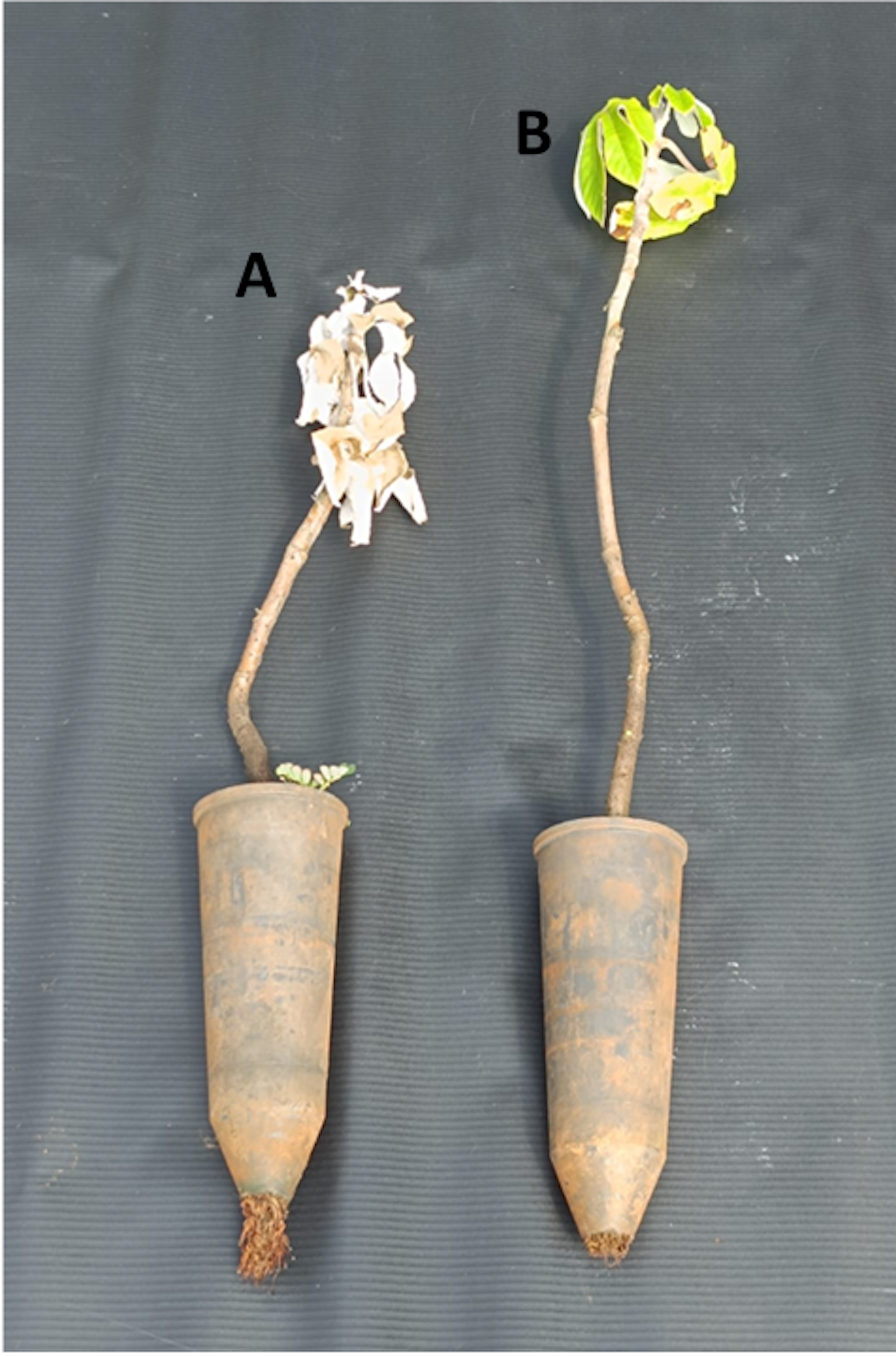 Foto mostra duas mudas de planta. Uma é pequena e está seca, a outra é maior e tem as folhas verdes