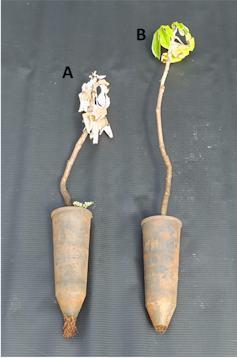 Foto mostra duas mudas de planta. Uma é pequena e está seca, a outra é maior e tem as folhas verdes