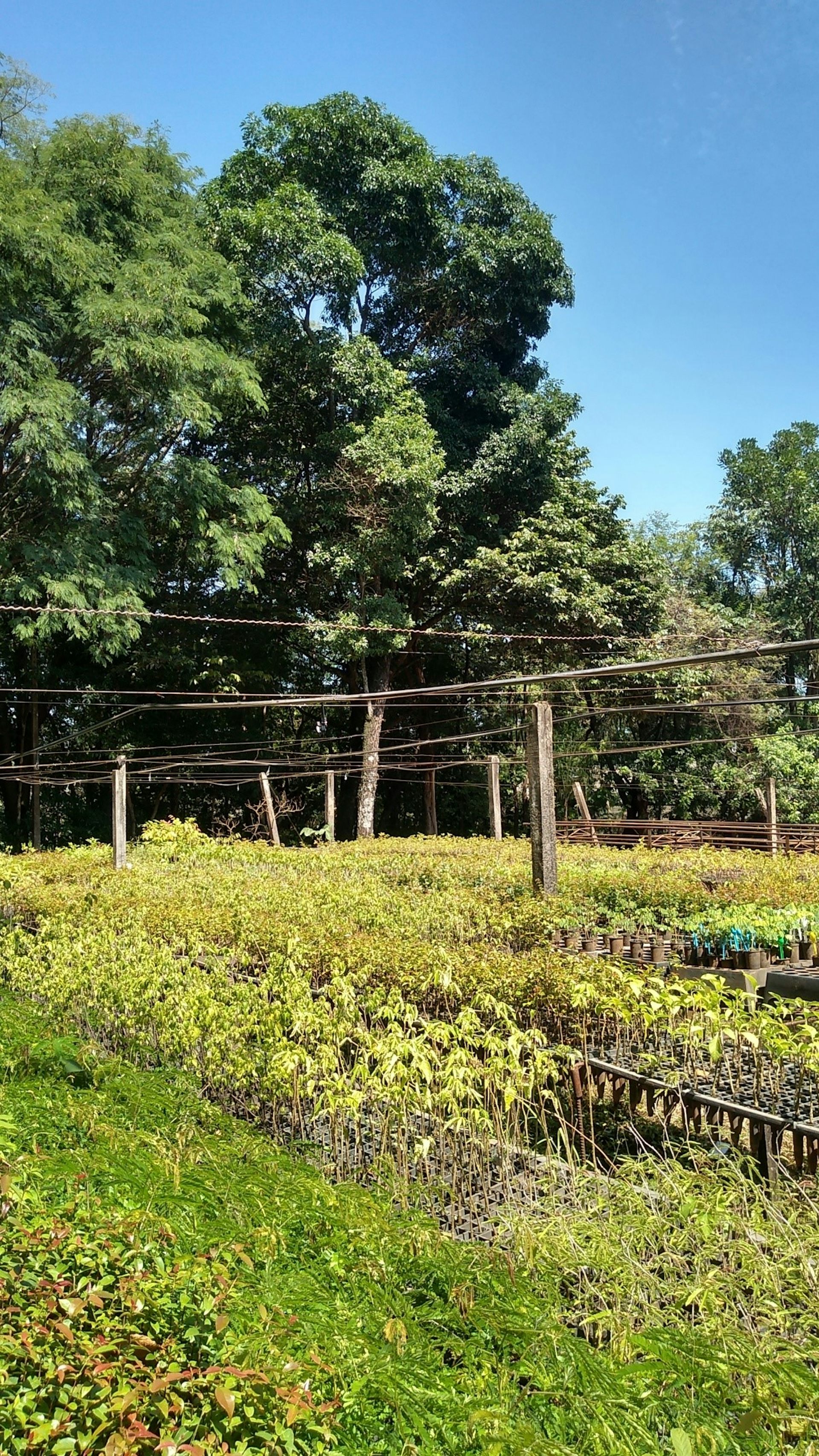 Foto mostra várias mudas de plantas enfileiradas numa área aberta