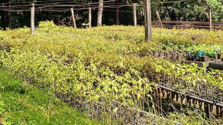 Foto mostra várias mudas de plantas enfileiradas numa área aberta